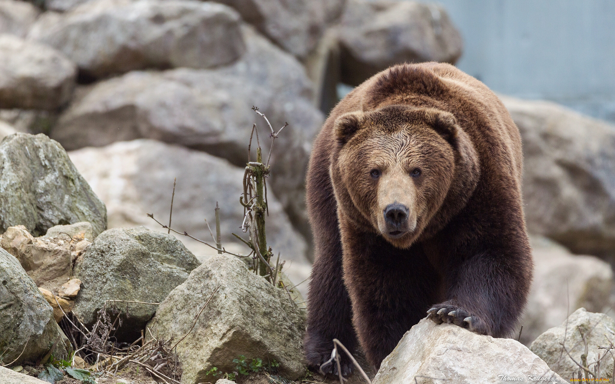 Медведь. Апеннинский бурый медведь. Бурый медведь Сихотэ Алинь. Сочинский национальный парк бурый медведь. Бурый медведь Приморский край.